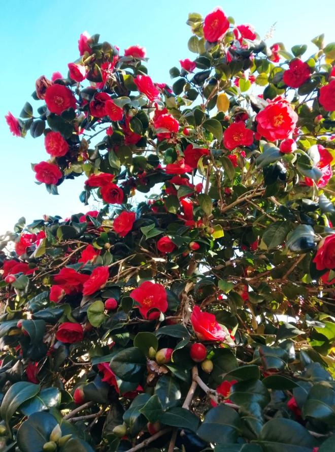 Unknown Camellia