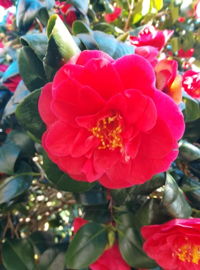 Unknown Camellia