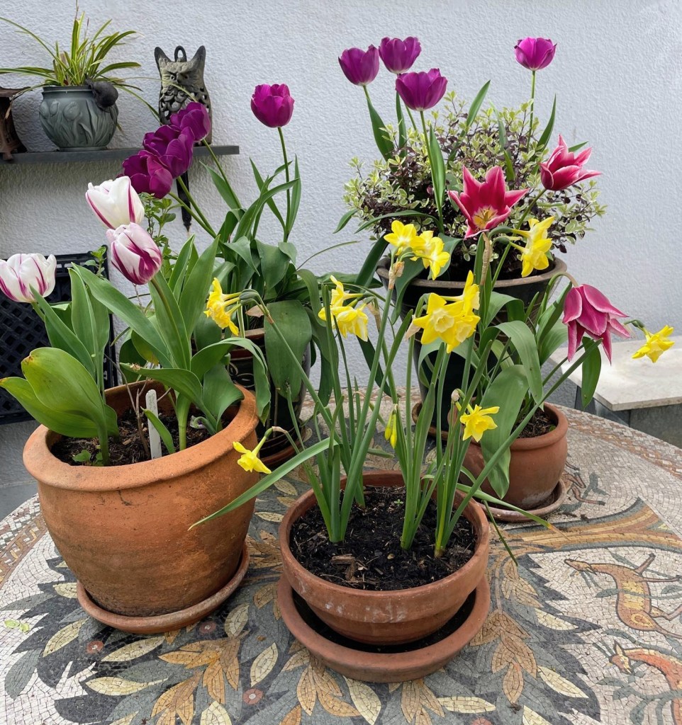 Best in Class 13: Photography (display of plants on a table) CABAHS Spring Show 2026