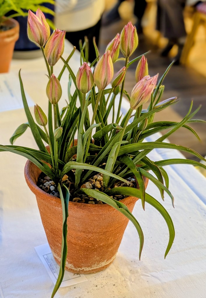 Best in Class 8: A pot of spring bulbs CABAHS Spring Show 2026