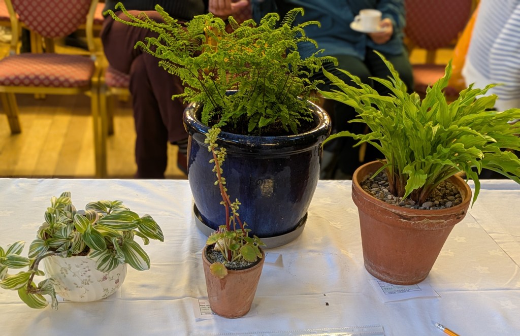Class 7: Any pot-grown plant (indoor/outdoor) CABAHS Spring Show 2026