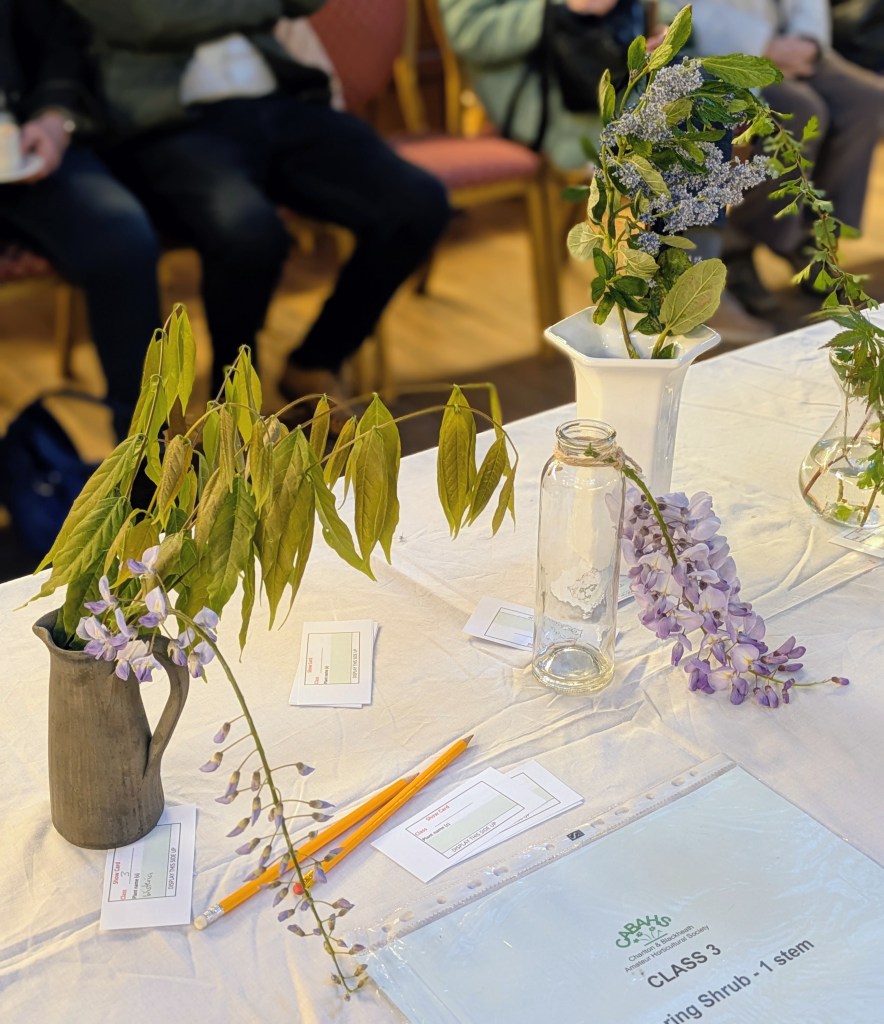 Class 3: Flowering shrubs CABAHS Spring Show 2026