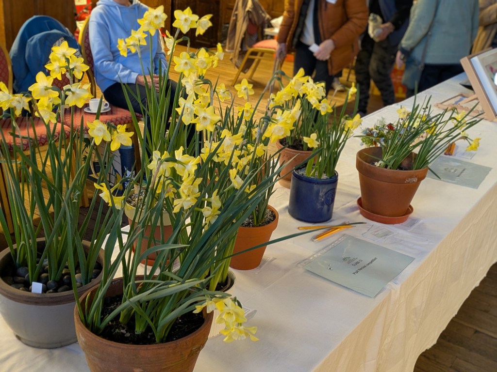 Class 12: Narcissus 'Pipit' competition CABAHS Spring Show 2026