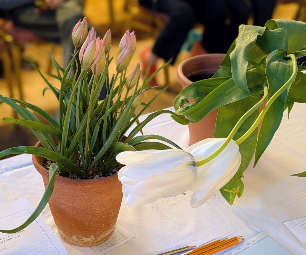 Class 8: Pot of spring bulbs CABAHS Spring Show 2026