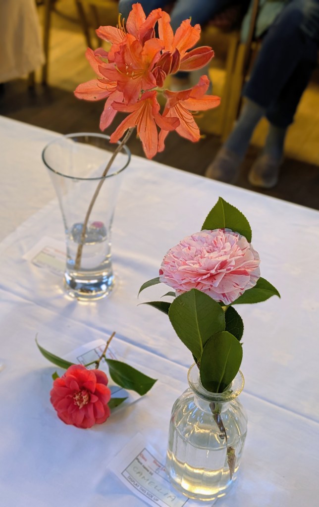 Class 5: Camellias, Rhododendrons, Azaleas or Magnolias CABAHS Spring Show 2026