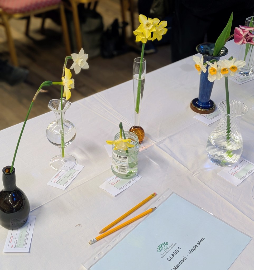 Class 1: Narcissi CABAHS Spring Show 2026