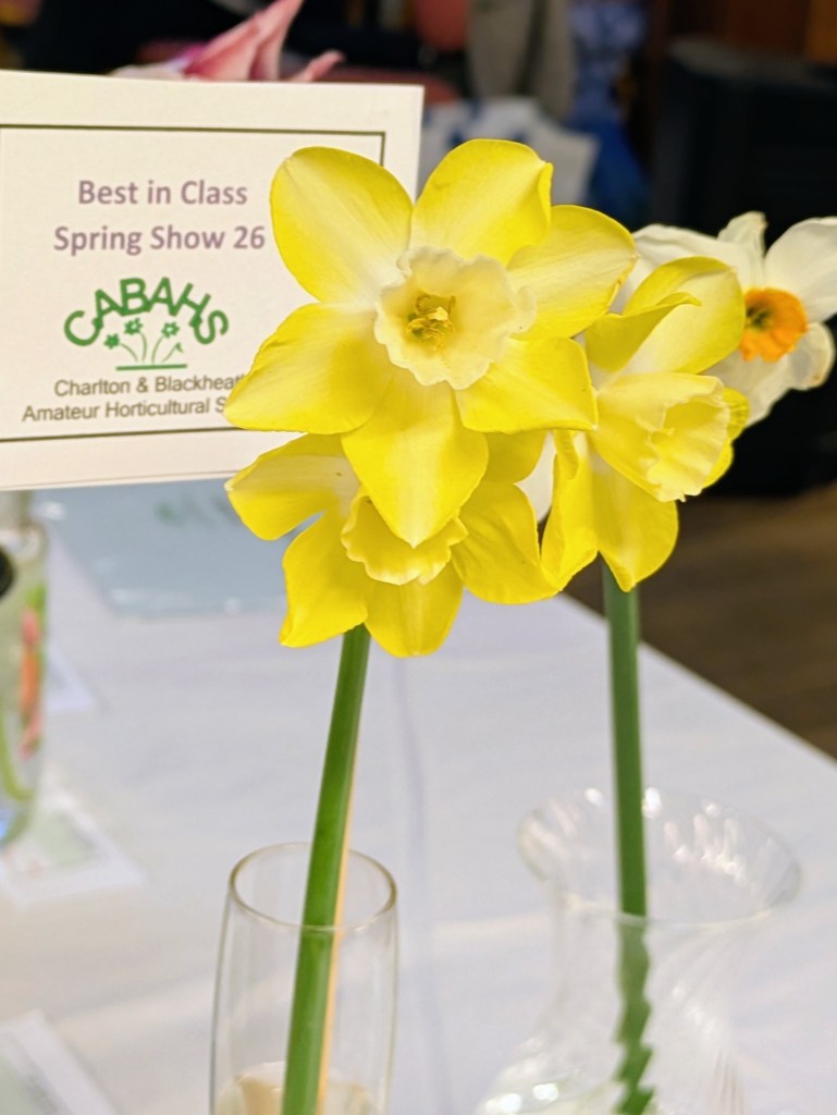 Best in Class 1: Narcissi CABAHS Spring Show 2026