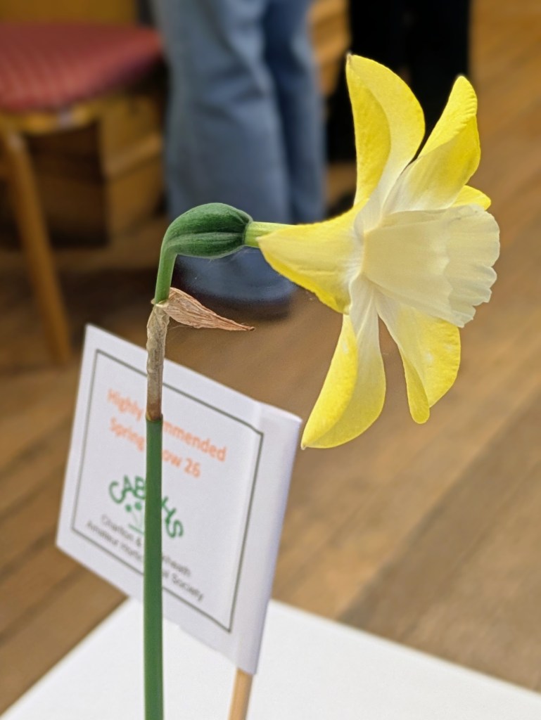 Highly Commended in Class 1: Narcissi CABAHS Spring Show 2026