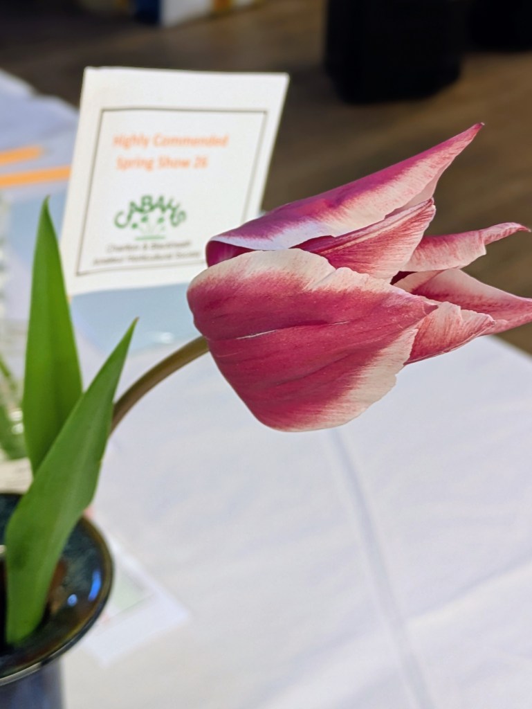Highly Commended in Class 2: Tulips CABAHS Spring Show 2026