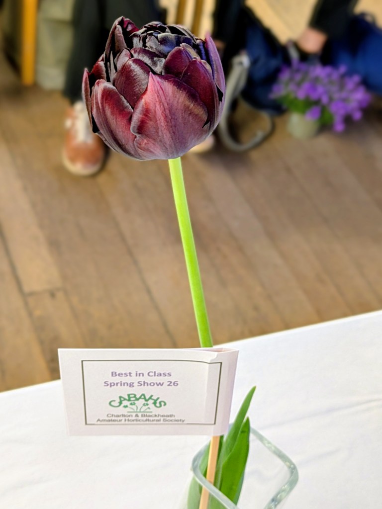 Best in Class 2: Tulips CABAHS Spring Show 2026