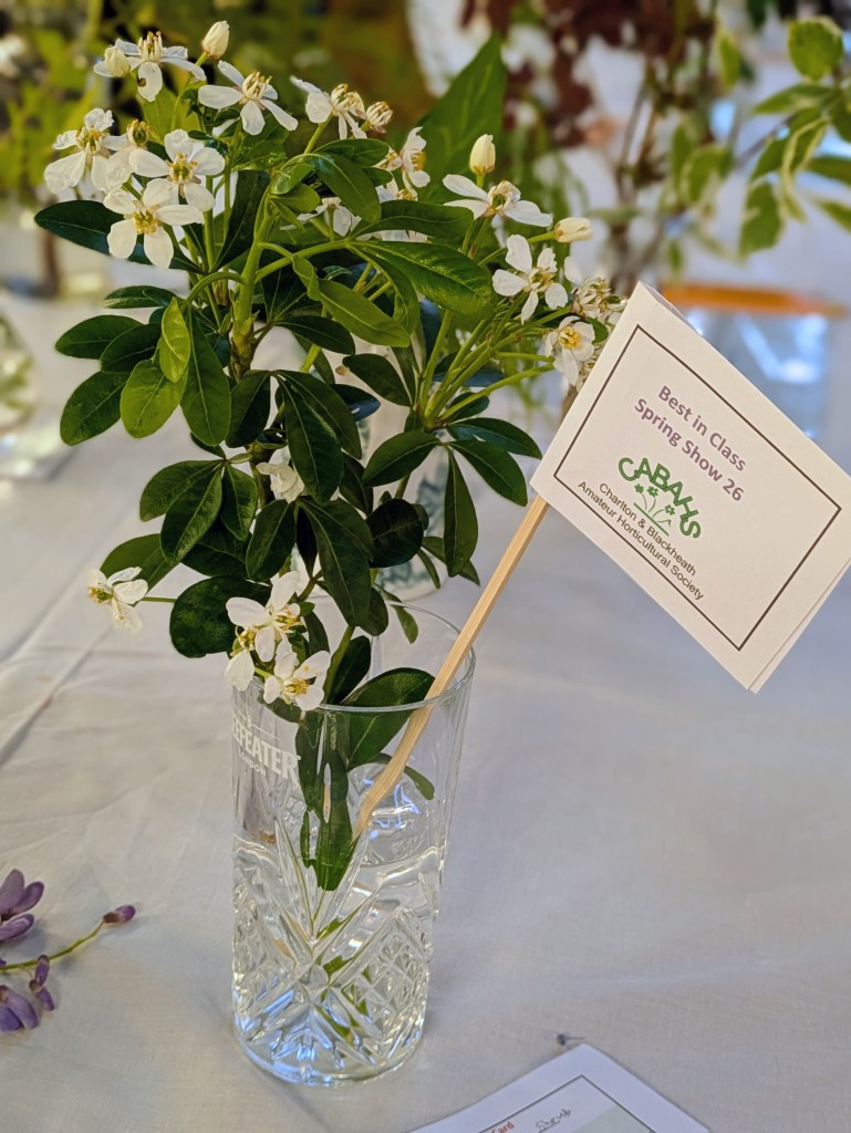 Best in Class 3: Flowering shrubs CABAHS Spring Show 2026