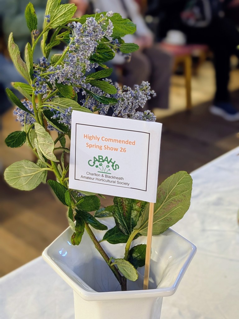 Highly Commended in Class 3: Flowering shrubs CABAHS Spring Show 2026