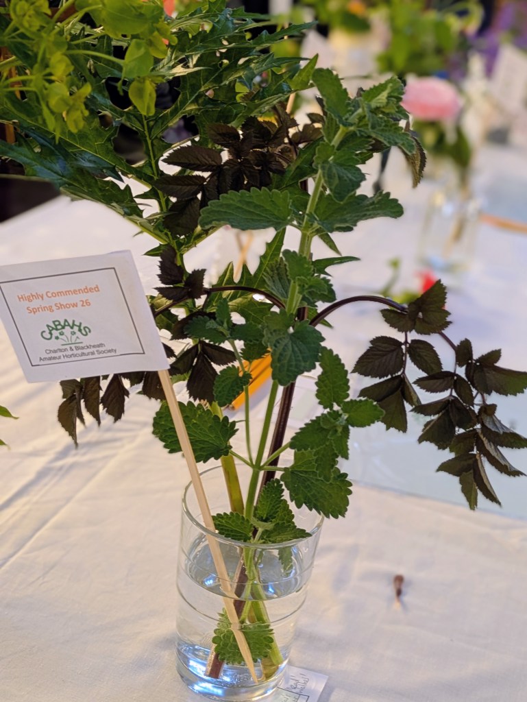 Highly Commended in Class 4: Foliage CABAHS Spring Show 2026