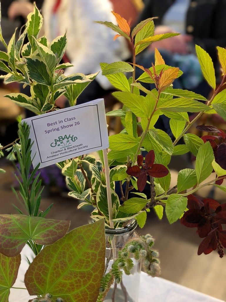 Best in Class 4: Foliage CABAHS Spring Show 2026