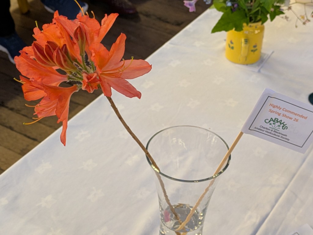 Highly Commended in Class 5: Camellias, Rhododendrons, Azaleas or Magnolias CABAHS Spring Show 2026