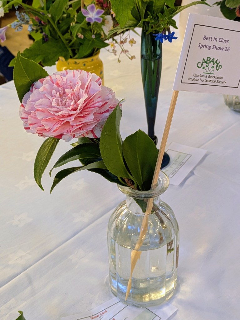 Best in Class 5: Camellias, Rhododendrons, Azaleas or Magnolias CABAHS Spring Show 2026