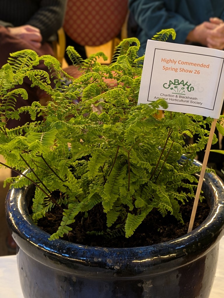Highly Commended in Class 7: Any pot-grown plant CABAHS Spring Show 2026