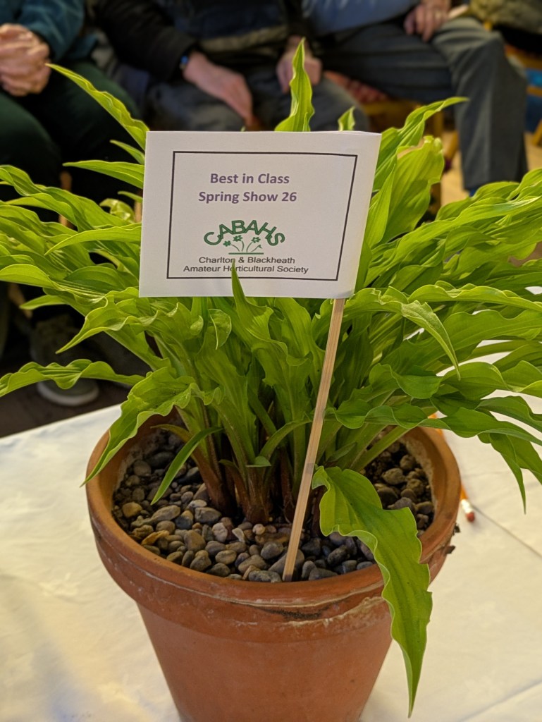 Best in Class 7: Any pot-grown plant CABAHS Spring Show 2026