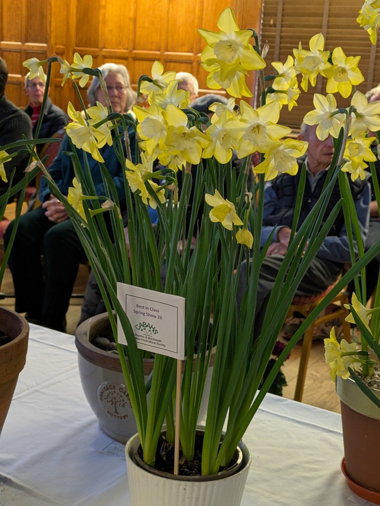 Best in Class 12: Narcissus 'Pipit' competition CABAHS Spring Show 2026