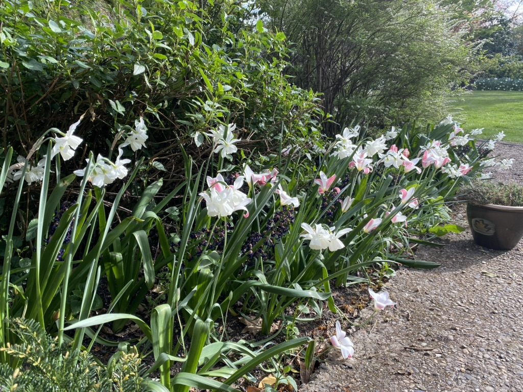 Narcissus 'Thalia' and tulips at The Gatehouse, April 2026