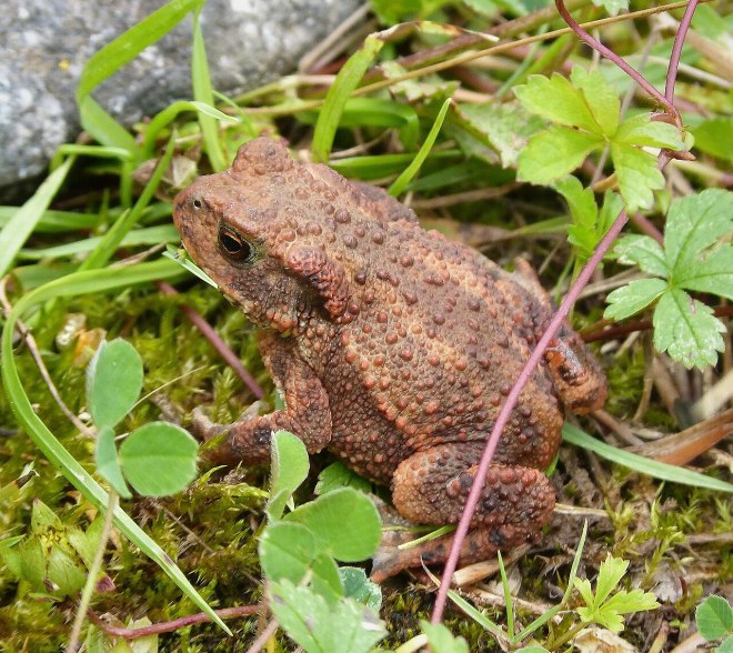 Toad, ready for action!