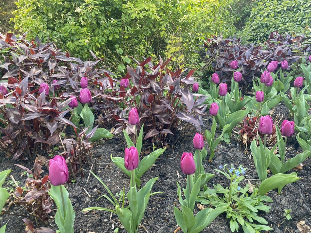 A deep purple tulip working well with the Persicaria, at The Gatehouse April 2026