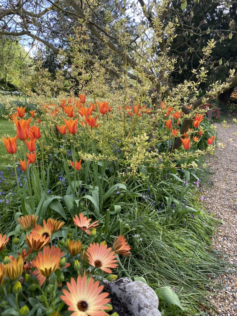 Orange Ballerina tulips, looking beautiful against a shrub with its spring buds and Osteopspermum in the foreground picking up the colour. The Gatehouse, April 2026