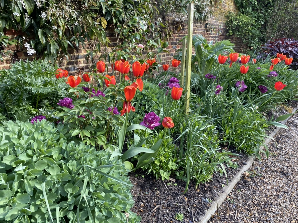 A brilliant red and purple which might not have worked together but looked stunning. The Gatehouse, April 2026