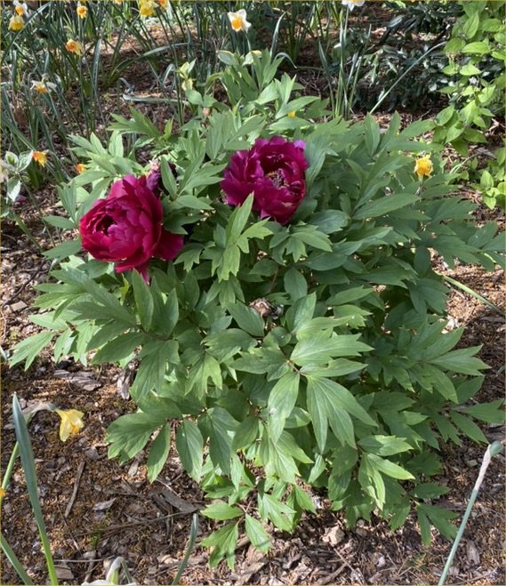 A sumptuous peony at The Gatehouse, April 2026
