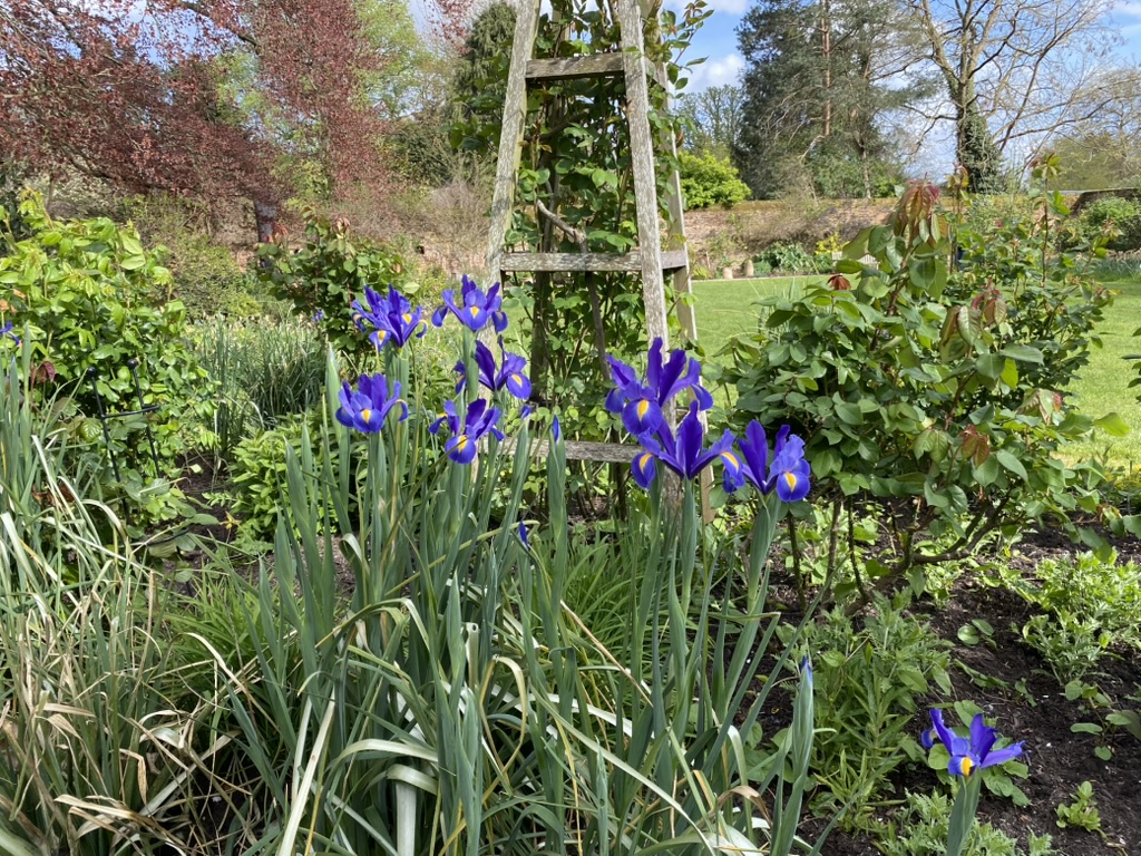 Irises at The Gatehouse, April 2026