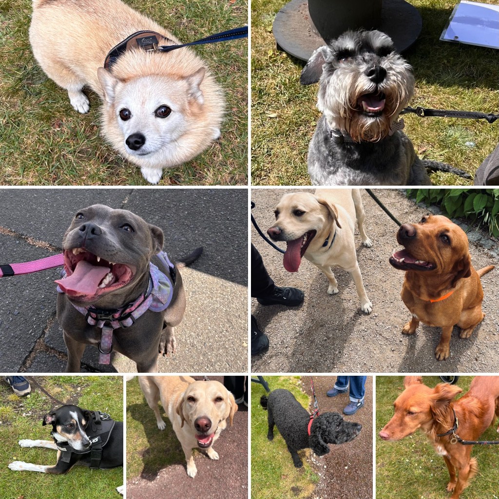 Dogs of the plant sale