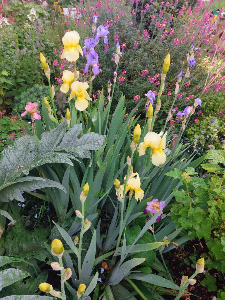 Irises in flower in a raised bed (but somewhat congested)