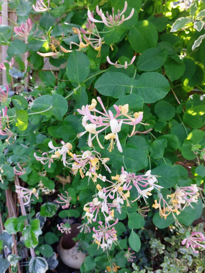 Lonicera americana in full flower for night-flying moths