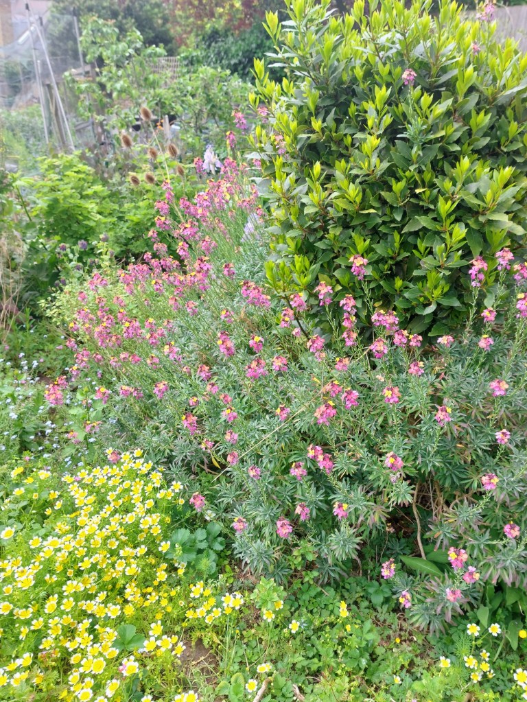 Erysimum mutabile and Limnathes douglasii - both good for pollinators