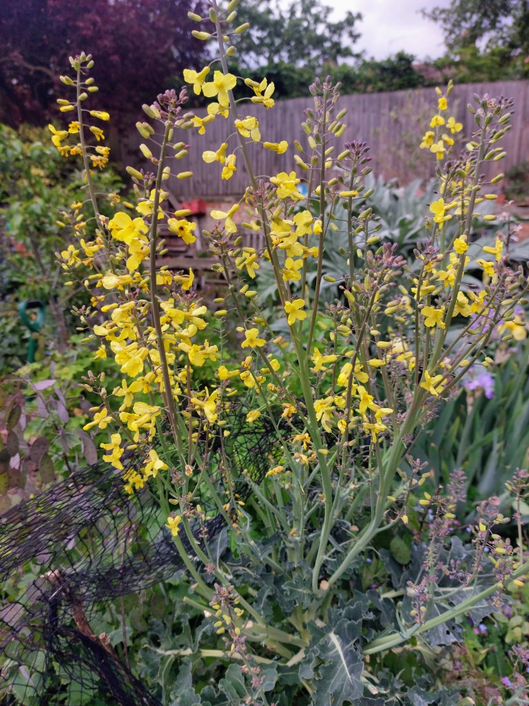 Purple sprouting broccoli flowers