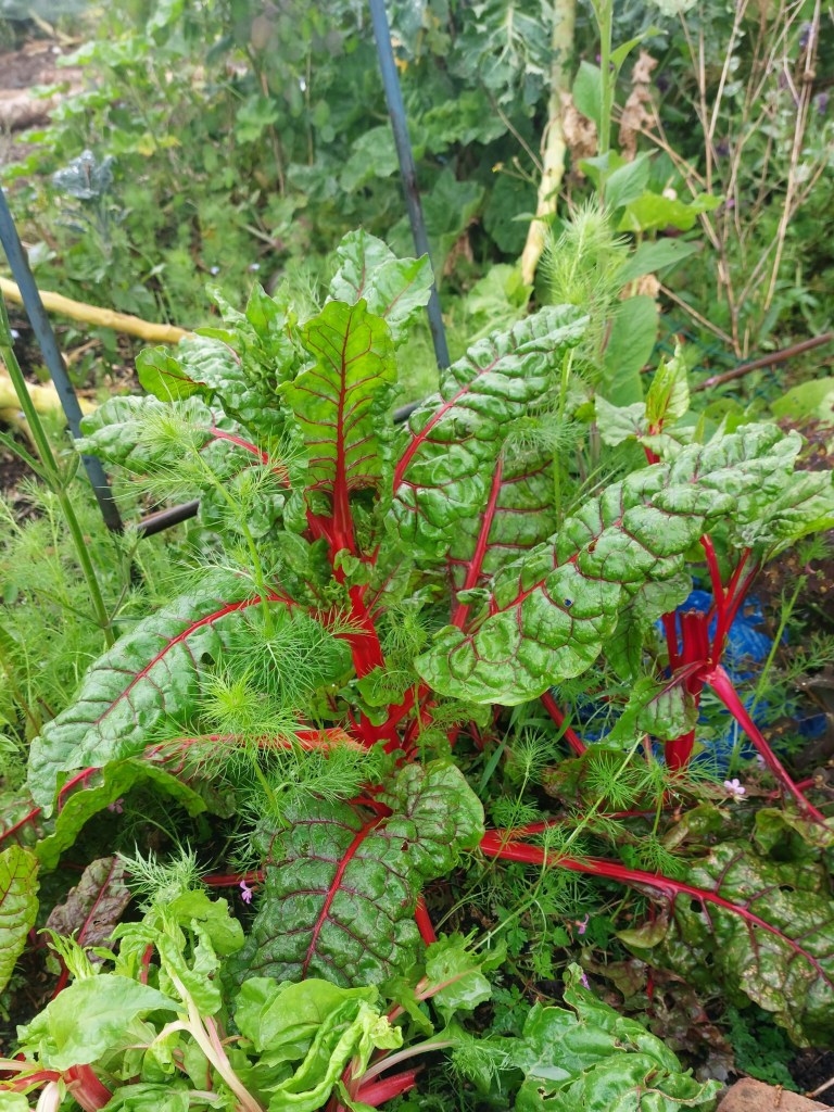 Chard running up to seed