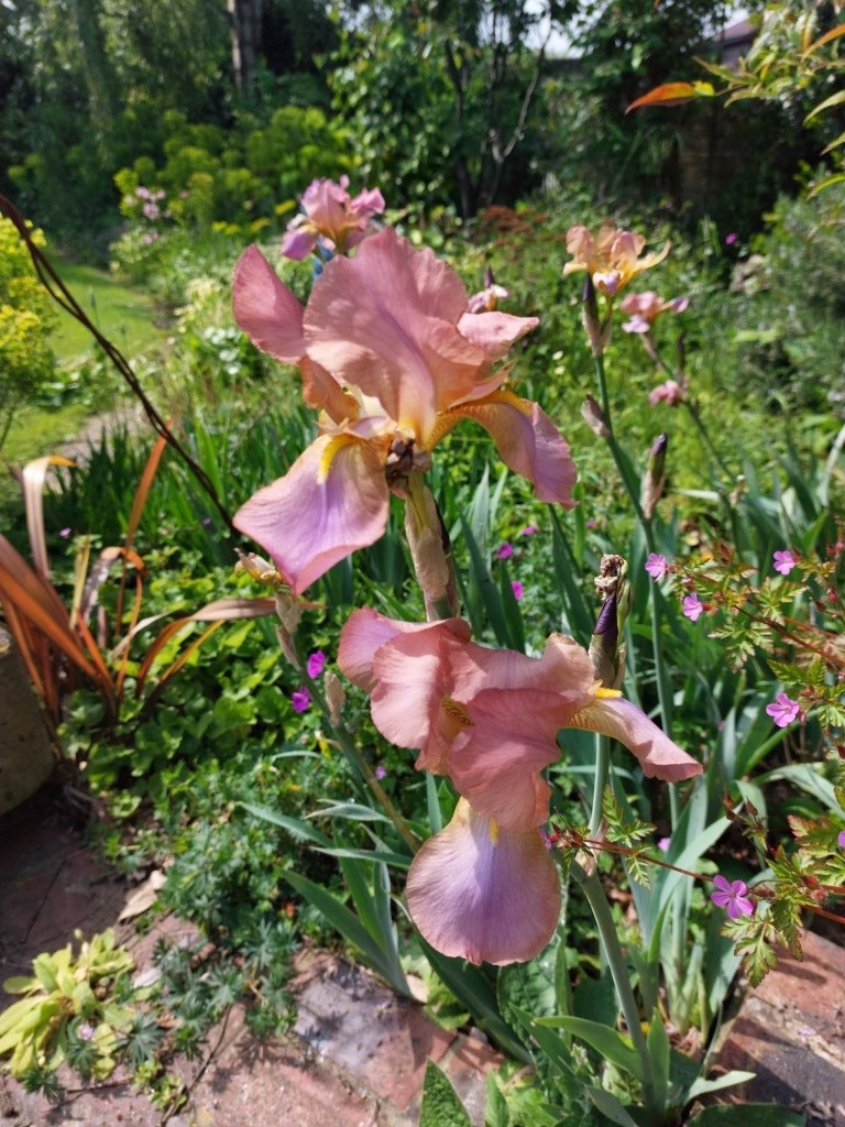 Iris 'Député Nomblot' in a friend's garden
