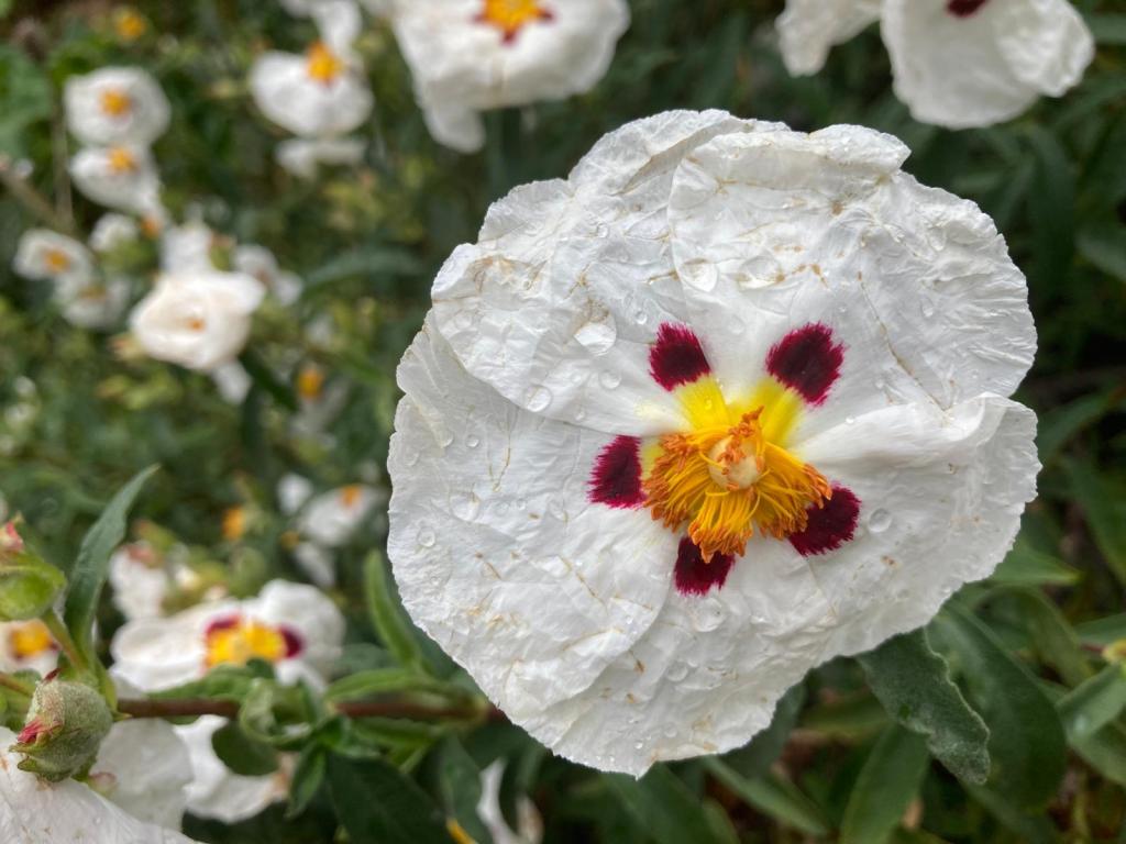 Cistus (rock rose)