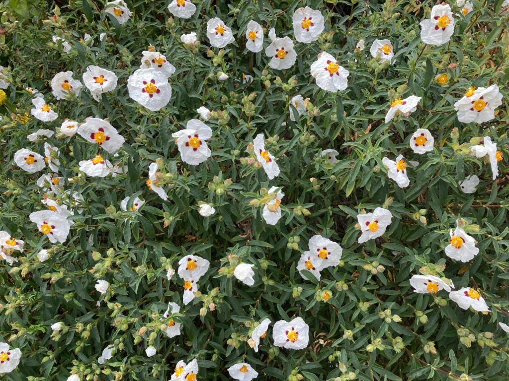Cistus (rock rose)