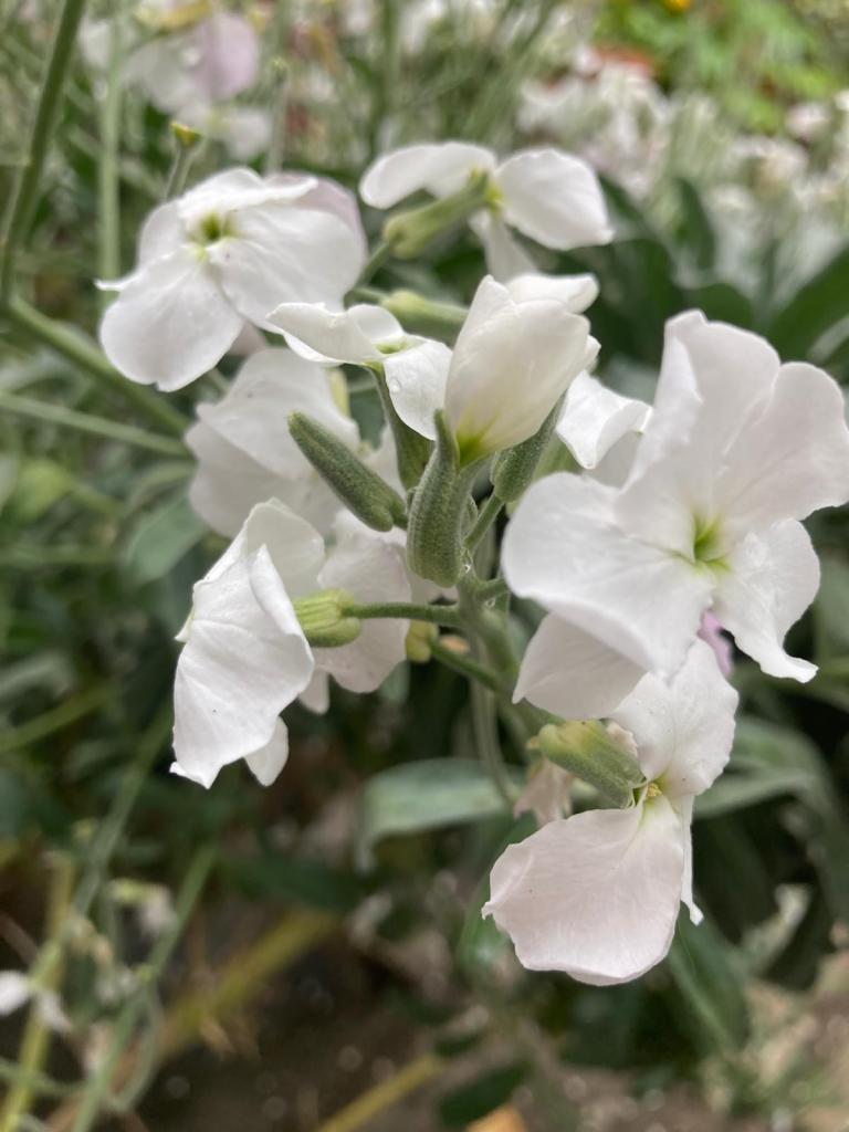 Matthiola perennis 'Alba' (white scented stock)