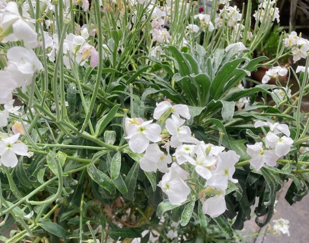 Matthiola perennis 'Alba' (white scented stock)