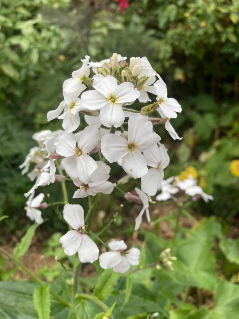 Hesperis matronalis (sweet rocket)
