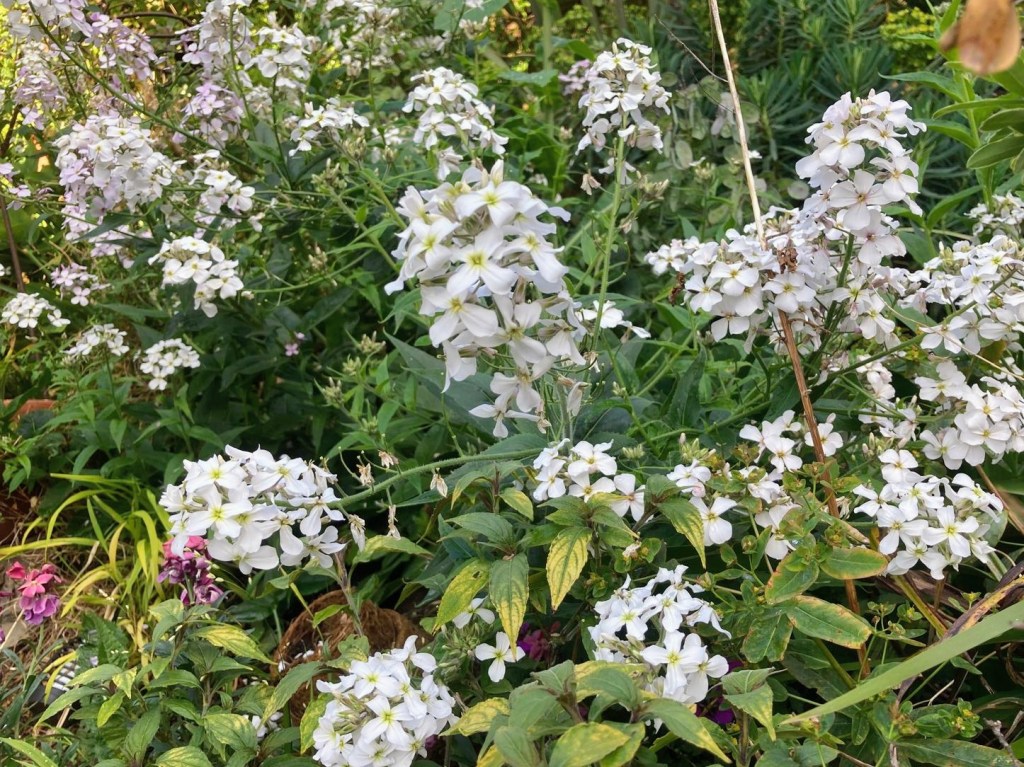 Hesperis matronalis (sweet rocket)