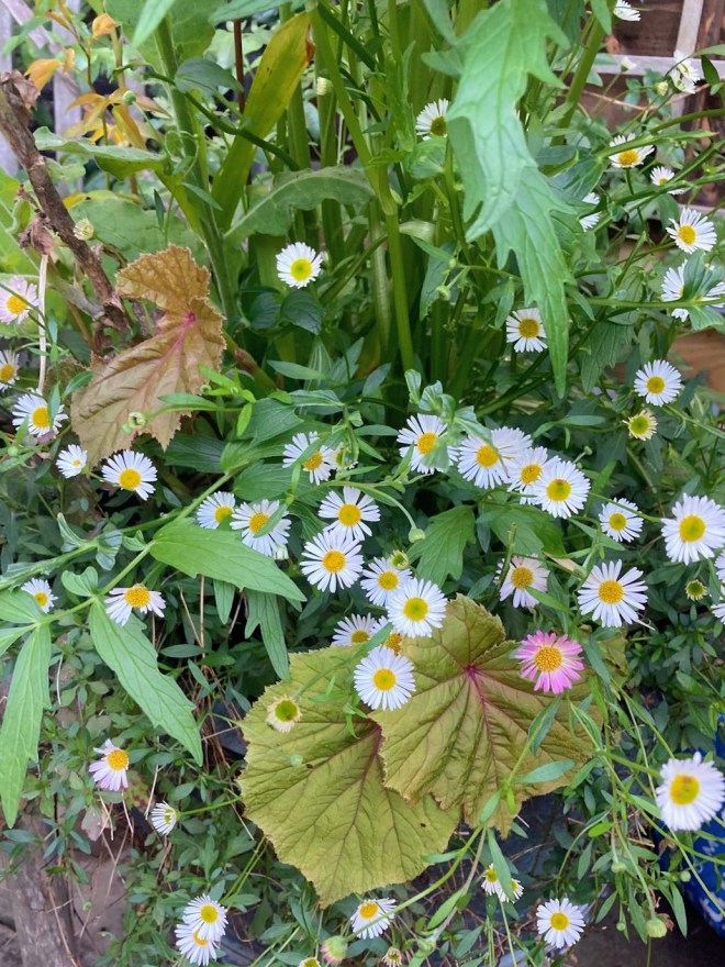 Erigeron karvinskianus (Mexican fleabane)