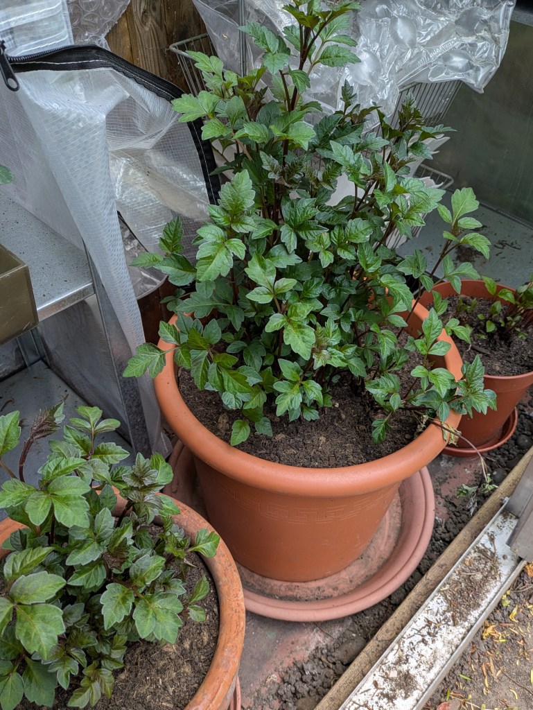 Dahlia 'Bishop of Auckland' yearning to go outside!