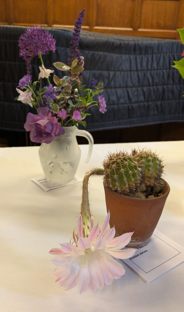 A pretty purple posy and an extraordinary cactus in flower on the Show Table, May 2026