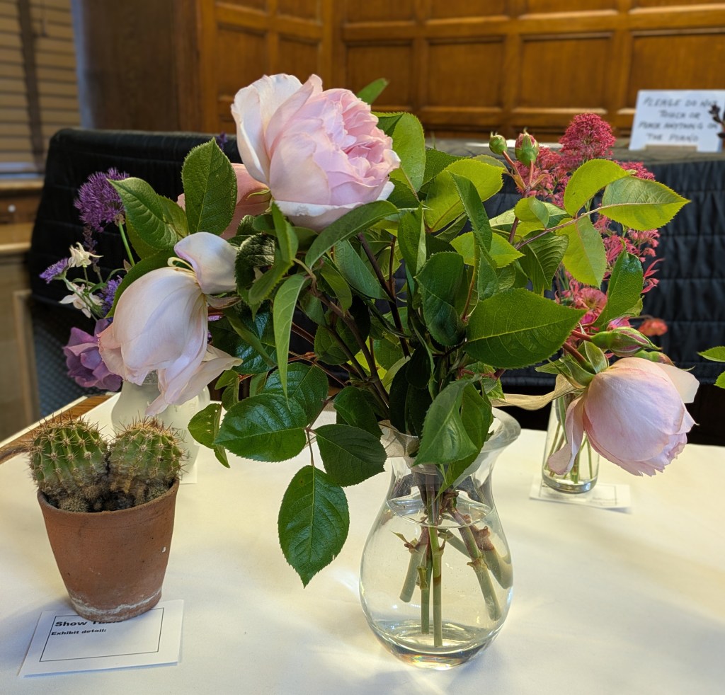 'The Generous Gardener' rose on the Show Table, May 2026