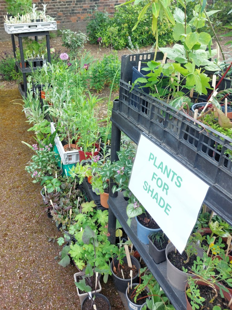Shade plants for sale