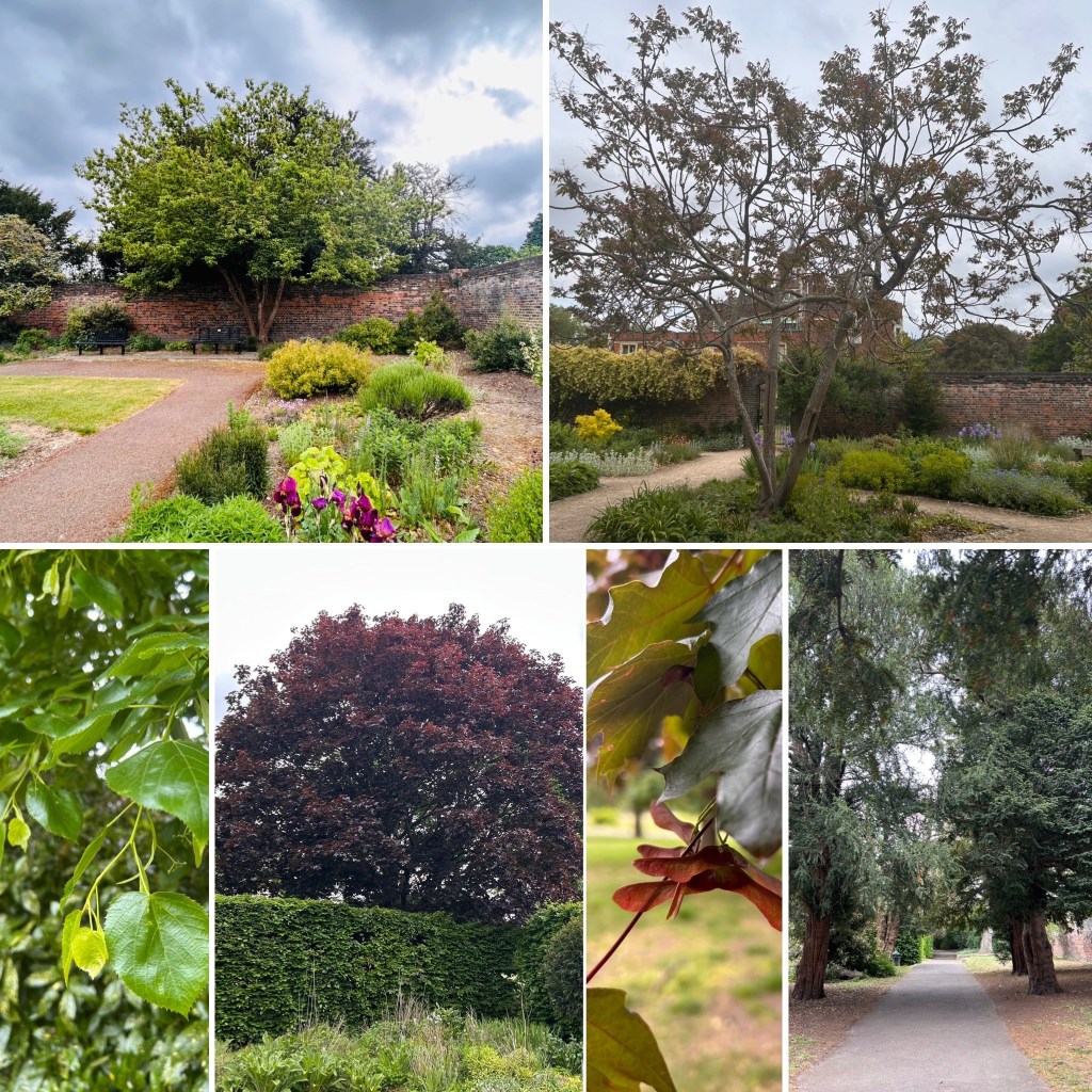 Trees in the grounds
