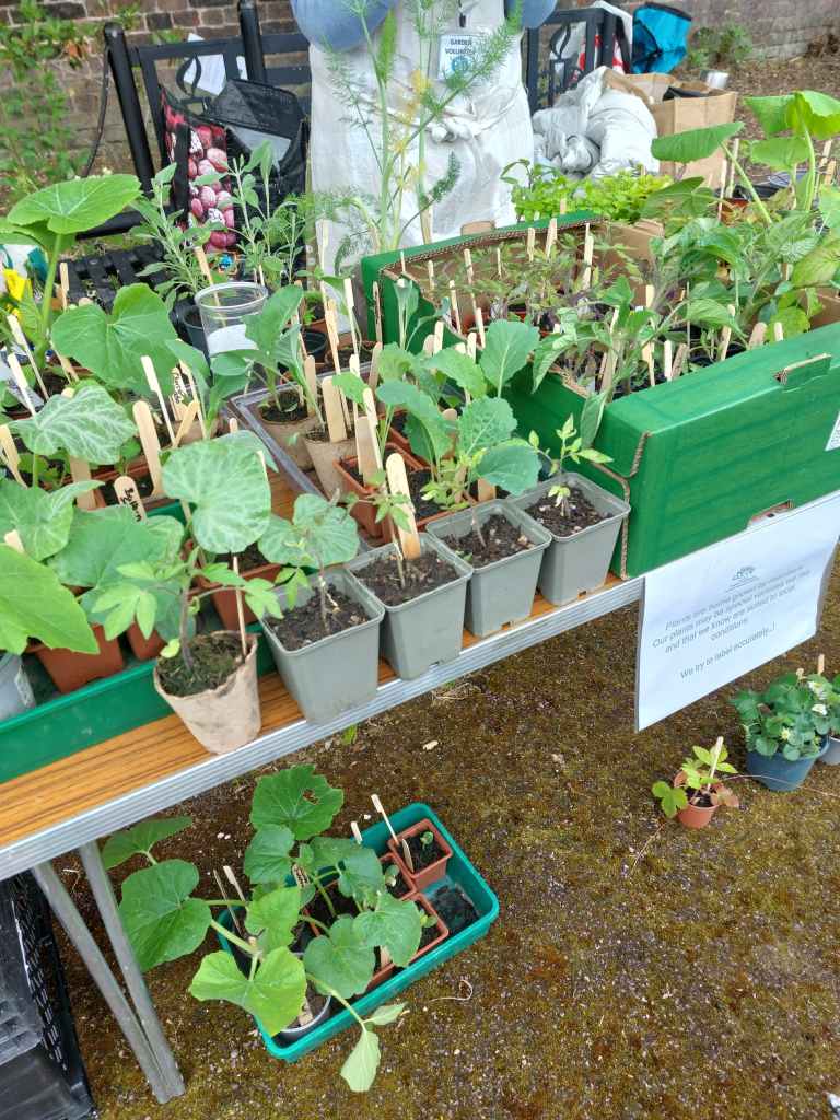 Veggies for sale